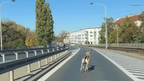 Daniel biegał po jezdni, wbiegł też na torowisko