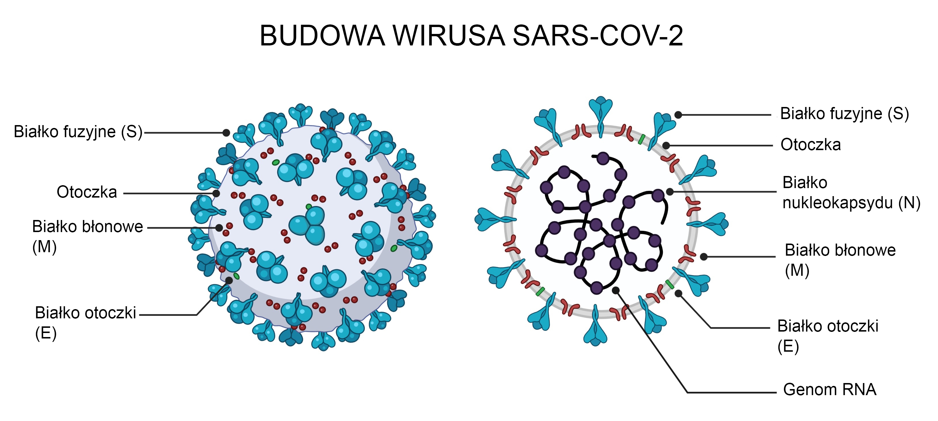 Budowa wirusa SARS-CoV-2