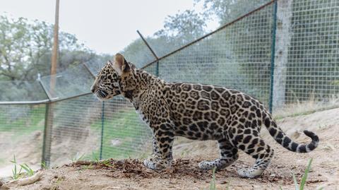 Rzadkie nagranie pokazujące atak jaguara na ocelota
